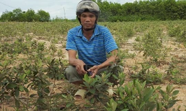 Anh Nhàn giữa đồi sim vừa mới trồng của mình.