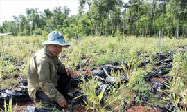 Ông Đèo Minh Thiện bên vườn gừng chết.