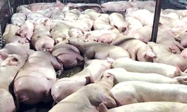 Bí thư TPHCM: Xử nghiêm cán bộ vụ lợn tiêm thuốc an thần 