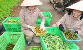 Rau quả hữu cơ rất ngon lành.