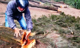 Rừng bị phá sát vùng “phố nhậu” tự phát.