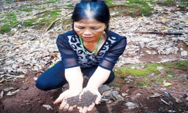 Phân bón giả - Tai họa của nhà nông