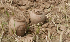 Vỏ sành còn rất nguyên vẹn.