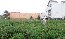 Vườn cúc của ông Quang Vinh ở làng hoa Hòa Cường, quận Cẩm Lệ, Đà Nẵng.