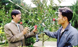 Ông Thân nhân giống trà my nội để bảo tồn nguồn gen quý.