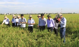 Việt Nam hiện có những giống lúa lai chất lượng cao, giá thành thấp.