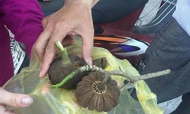 Gần đây, khoảng 100 học sinh tại Nghệ An - Hà Tĩnh ngộ độc do ăn quả cây ngô đồng.