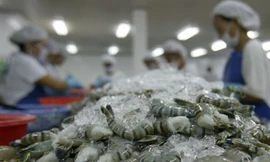 Tôm tạm nhập tái xuất sang Trung Quốc “chèn” tôm Việt?