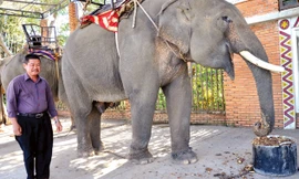 Ông Long trước đàn voi xếp hàng chờ thưởng thức món gỏi cà phê.