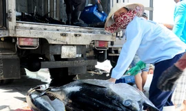 Tổ chức chợ cá công khai để ngư dân không bị ép giá