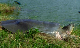 Cơ hội nhân bản rùa Hoàn Kiếm