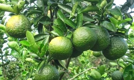 Khó khống chế bệnh cam sành