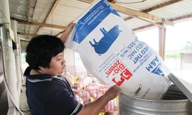 Kiếm tiền tỷ từ chăn nuôi heo: Ðâu là mẫu số chung?