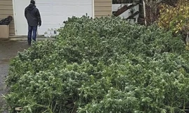 Trồng cần sa ở Washington. Ảnh: Grays Harbor.