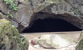 Rùa đá trước chùa Hang