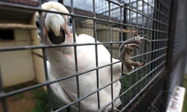 Cãi nhau với vẹt kiến lầm tưởng là bạo lực gia đình