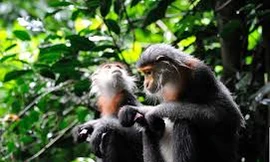 Phát hiện số lượng lớn linh trưởng quý hiếm