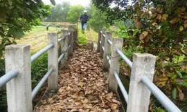 Tuyến kênh tưới bạc tỷ giờ bị bỏ hoang, ngập chìm trong cỏ rác, cây dại.