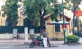 Thay thế nhiều cây sưa đỏ chục tỷ và 4.000 cây xà cừ ở Hà Nội: Xã hội hóa để không bị trục lợi