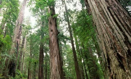 Sẽ thanh tra toàn diện các công ty lâm nghiệp