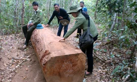 Khu vực phát hiện bãi gỗ lậu.