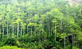 Ảnh minh họa: Internet