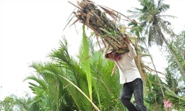 Những bó mía trĩu nặng nhưng giá bán chẳng được là bao. Ảnh: X.L.