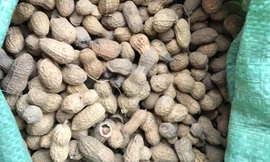 Giống lạc kém chất lượng từ huyện cấp cho người dân.