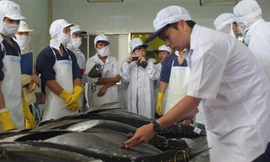 Kiểm tra chất lượng cá ngừ đại dương. Ảnh minh họa.