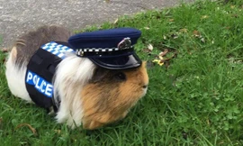 Lợn biển cảnh sát Elliot.