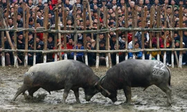 Nhiều ý kiến cho rằng giết mổ cả trâu thắng giải là hành vi phản cảm (chọi trâu Lập Thạch - Vĩnh Phúc). Ảnh: Hồng Vĩnh.