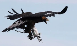 Luyện chim ưng bắt máy bay không người lái