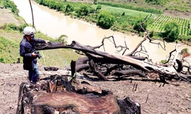 Một vụ hủy hoại rừng tại tiểu khu 1023 nhưng BQL Nam Kar không biết.