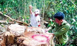 Cty Kiến Trúc Mới nhận rừng rồi để dân chặt phá.