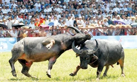 Hải Phòng vẫn muốn tổ chức Lễ hội chọi trâu