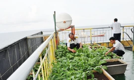 Chiến sĩ nhà giàn DK1 chăm sóc rau xanh trồng trong máng gỗ. Ảnh: TC.