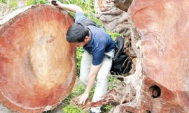 PV Tiền Phong tiếp cận bãi tập kết thứ nhất, được cho là những cây bị sâu mọt phải chặt bỏ. Ảnh: PV.