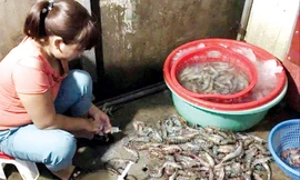 Cơ sở bơm tạp chất vào tôm tại chợ đầu mối phía Nam (quận Hoàng Mai).