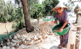 Bà Năm Thiền với đàn vịt 6.000 con.