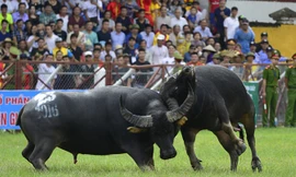 Pha chọi trâu ở Đồ Sơn 2016. Ảnh: Nam Phong.