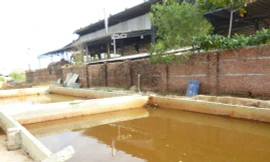 Vịt, cá chết trắng đồng bên nhà máy mạ kẽm: Đề nghị công an vào cuộc