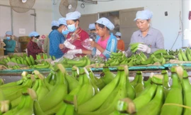 Chuối của Công ty Huy Long An xuất đi Nhật.