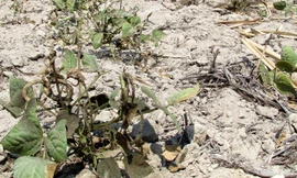 Cánh đồng thôn Trung Hiệp 3 (Cam Hiệp Bắc, Cam Lâm) khô trắng.