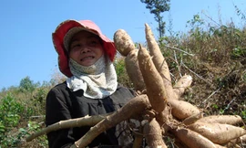 Giá sắn tươi lao dốc