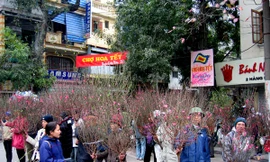 Kết nối vô tận: Cây đào và sự ích kỷ