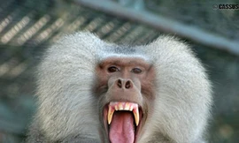 Ăn thịt khỉ coi chừng nhiễm vi-rút HIV