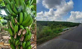 Xót xa hình ảnh cả ngàn buồng chuối xuất khẩu sắp thu hoạch bị chặt phá trong đêm