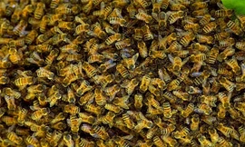 Nam du khách tử vong vì bị ong 'sát thủ' tấn công