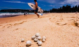 Đóng cửa thiên đường du lịch ở Úc vì 'vật thể lạ' 