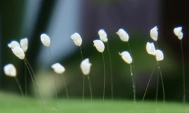 Hoa '3.000 năm mới nở' thực chất là loại nấm?